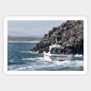 Serenity III Farne Islands tour boat moves near a Guillemot colony Sticker